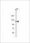 Zebrafish stil Antibody (C-term)
